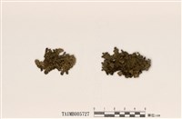 藏品(島衣屬)的圖片